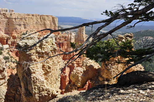 Tree branches frame the hoodoos